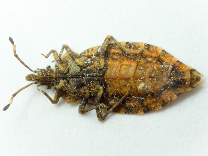 Aradus betulae (Linnaeus, 1758)
